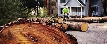 Why Choose Our Tree Removal Services in Lakewood Clu, MI?